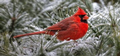 Cardinal in Winter